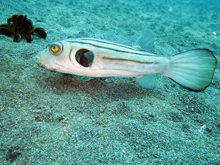 Manila-Kugelfisch (Arothron manilensis) © etfoto