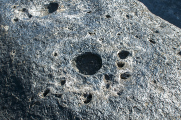 Surface of sea rock with dried and glued sea algae closeup as natural background