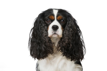 Cavalier King Charles Spaniel