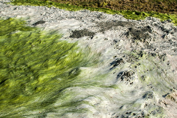 Sea rock surface with wet green and white filamentous chlorophyta algae closeup as natural background