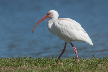 white ibis