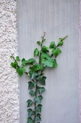 Green ivy growing on the wall of the house.