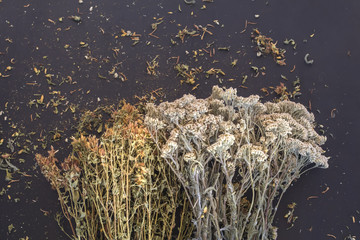 Tutsan Milfoil Dry Medical Herb Black Background Spa Phytotherapy Aromatherapy Alternative Medicine Concept Copy Space