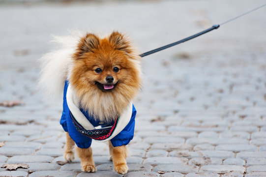 Pomeranian top wearing clothes