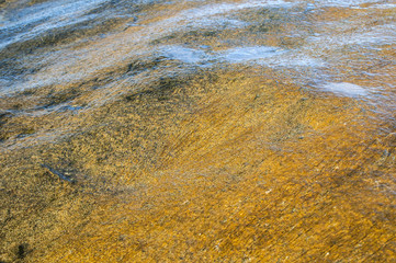 Wet sea rock surface with wet yellow filamentous chlorophyta algae closeup as natural background