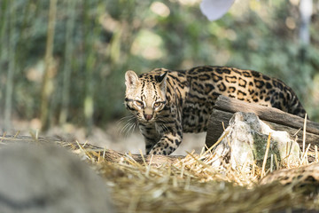The ocelot (Leopardus pardalis)
