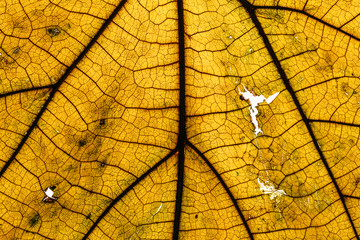 Obraz premium Yellow dried leaf texture, macro photo background