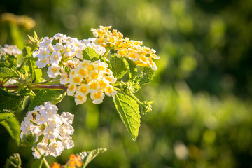 Little White flowers on a bush close up
