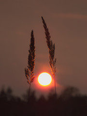 Two wood small-reed inflorescences at sunset