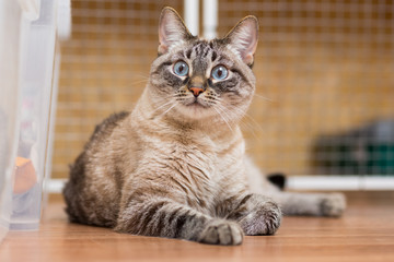 big fluffy cat with blue eyes lies on the floor