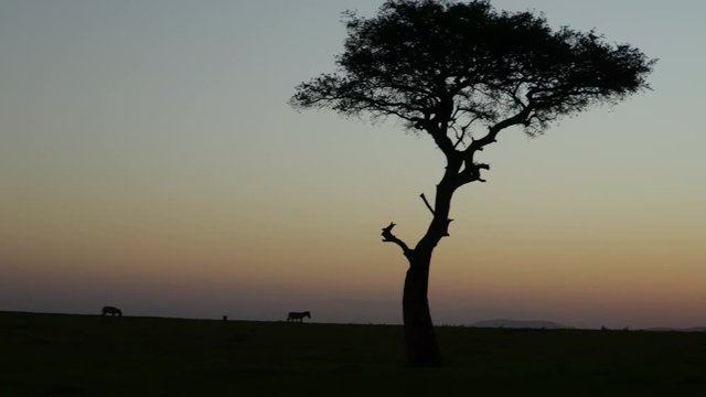 Gimbal shot of zebras and Acacia tree at sunrise in the plains of Maasai Mara National Reserve, Kenya, Africa