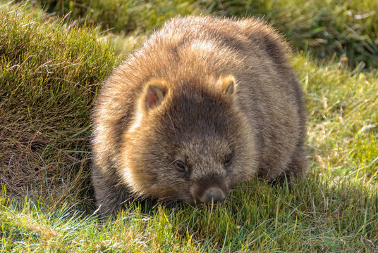Common wombat at the Waldheim Chalet in the Cradle Mountain-Lake St Clair National Park - Tasmania, Australia