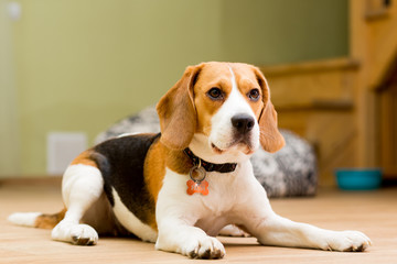 Dog of the Beagle breed, aged 2 years, lies on the floor