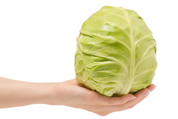 Fototapeta premium Female hand head of cabbage