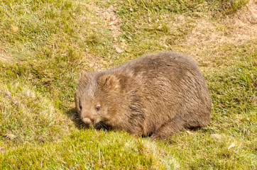 Common wombat in the Cradle Mountain-Lake St Clair National Park - Tasmania, Australia