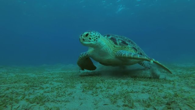 Big Green Sea Turtle (Chelonia mydas) eats the sea grass on a sandy bottom, Red sea, Marsa Alam, Abu Dabab, Egypt
