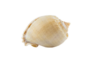 shell on white background, clipping part