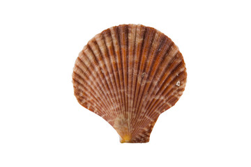 shell on white background, clipping part