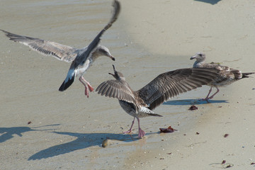 seagulls fighting