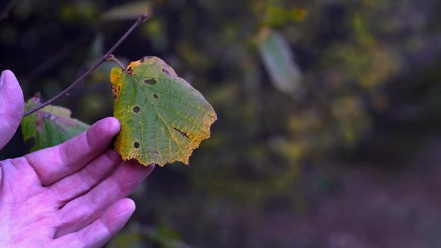 Man touches with hand of hazel autumn leaf on a branch - (4K)