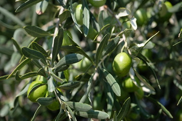 Green olives