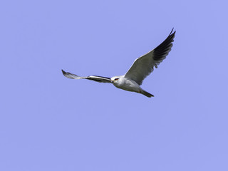 Black-winged Kite in Flight against Blue Sky