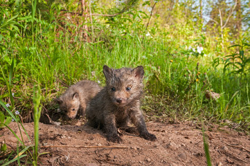 Red Fox Kit (Vulpes vulpes) Sits Sibling Behind