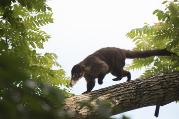 Obraz premium coatimundi