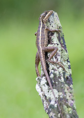 lizard on a stick