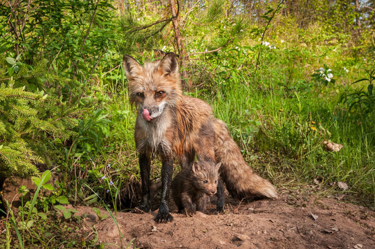 Red Fox Vixen (Vulpes vulpes) Licks Nose Kit Beneath