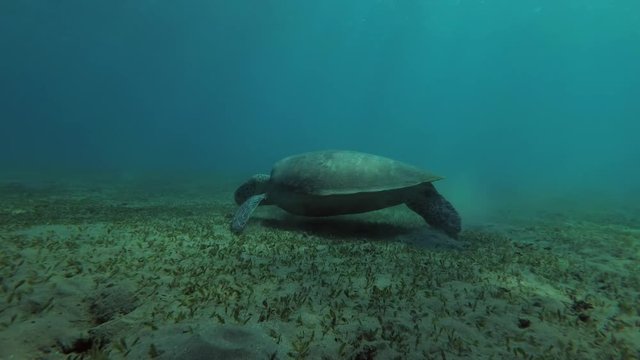 Female Green Sea Turtle (Chelonia mydas) eats the sea grass on a sandy bottom, Red sea, Marsa Alam, Abu Dabab, Egypt
