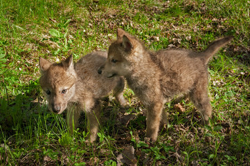 Naklejka na ściany i meble Grey Wolf (Canis lupus) Pups Stand Together