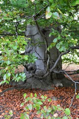 Alte Buche mit Herbstfärbung