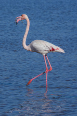 Flamingo in Tuzla