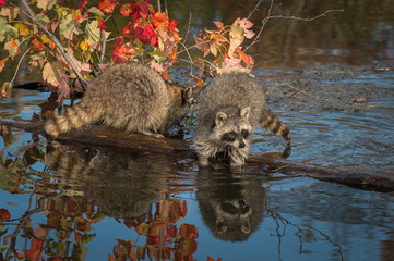 Two Raccoons (Procyon lotor) on Log Paws in Water