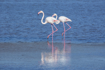 Flamingos