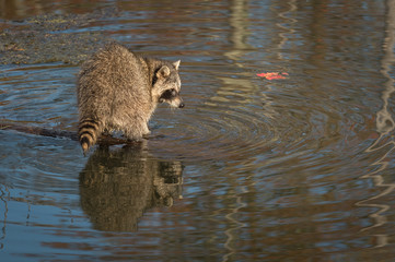 Raccoon (Procyon lotor) Stands at End of Log