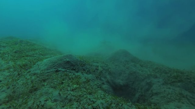 Green Sea Turtle (Chelonia mydas) hides in a cloud of mud and eats sea grass, Red sea, Marsa Alam, Abu Dabab, Egypt
