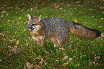 Naklejka na ściany i meble Grey Fox (Urocyon cinereoargenteus) Stands Tongue Out Ears Back