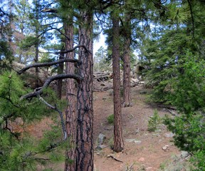 March of the Ponderosa