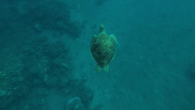 Female Green Sea Turtle (Chelonia mydas) floats in crystal clear water above the sandy bottom, Red sea, Marsa Alam, Abu Dabab, Egypt 
