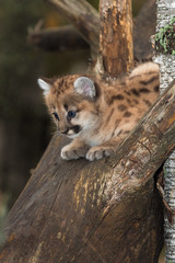 Female Cougar Kitten (Puma concolor) Looks Down Branch