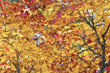 Japanese Maple leaves in brilliant colors/Japanese Maples leaves in brilliant gold, red and yellow colors
