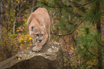 Adult Male Cougar (Puma concolor) Paw Forward on Rock