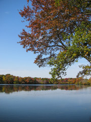 A Tree with Colorful Autumn Leaves Leaning Over Belmont Lake, Long Island, New York