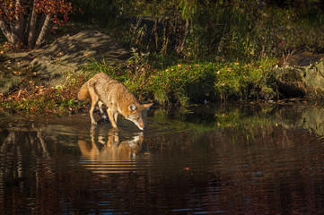 Coyote (Canis latrans) Wades into Water Nose Forward