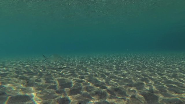 Strong-spined Silver-biddy (Gerres longirostris) swims over sandy bottom in blue water, on a sandy bottom in the port, Red sea, Egypt,  
