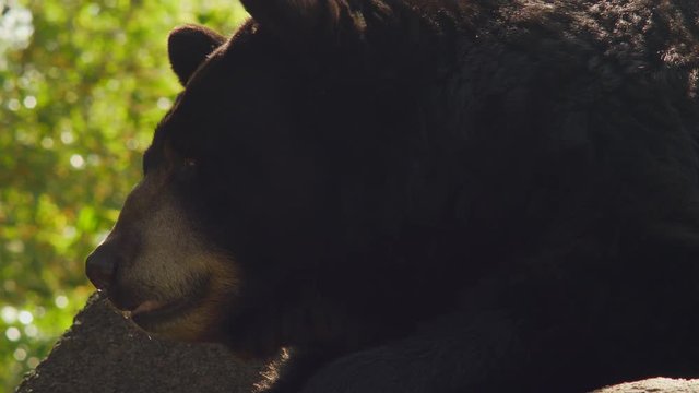 BROWN BEAR CLOSE UP, IN 4K.