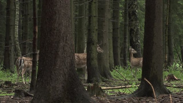 Fallow Deer Family in Forest with huge trees. .The fallow deer (Dama dama) is a ruminant mammal belonging to the family Cervidae.