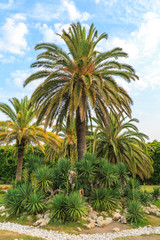 Fototapeta na wymiar Green palm trees, bushes and footpaths on the background of the blue sky